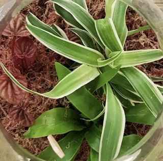 Sphagnum moss used with houseplants and terrariums