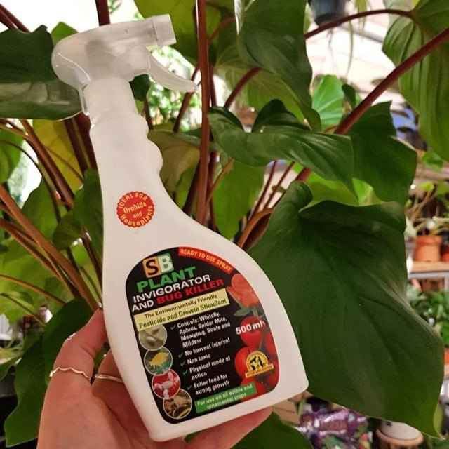 Houseplant pest care guide from The Plant Workshop