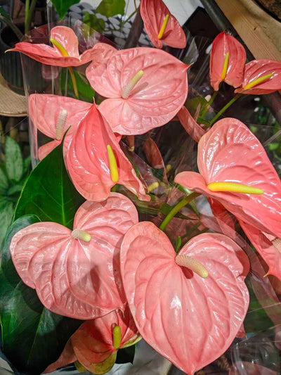 Latest Houseplants in Fenwick | Newcastle | The Plant Workshop