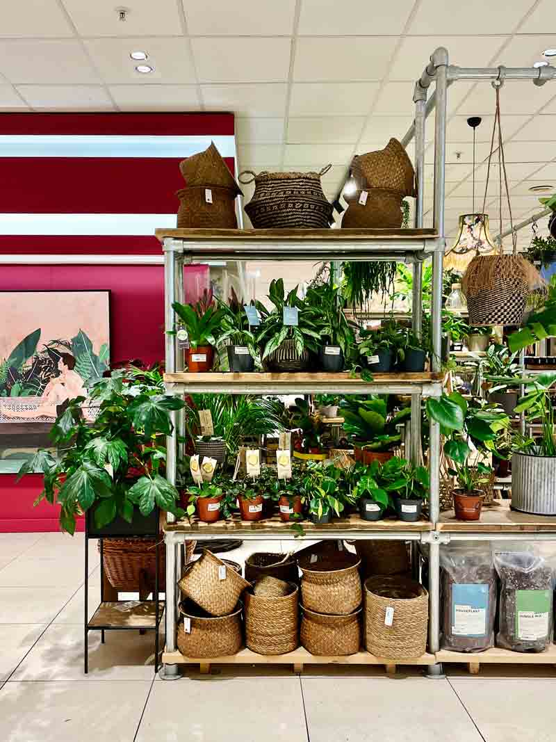 Archive selection of houseplants from The Plant Workshop