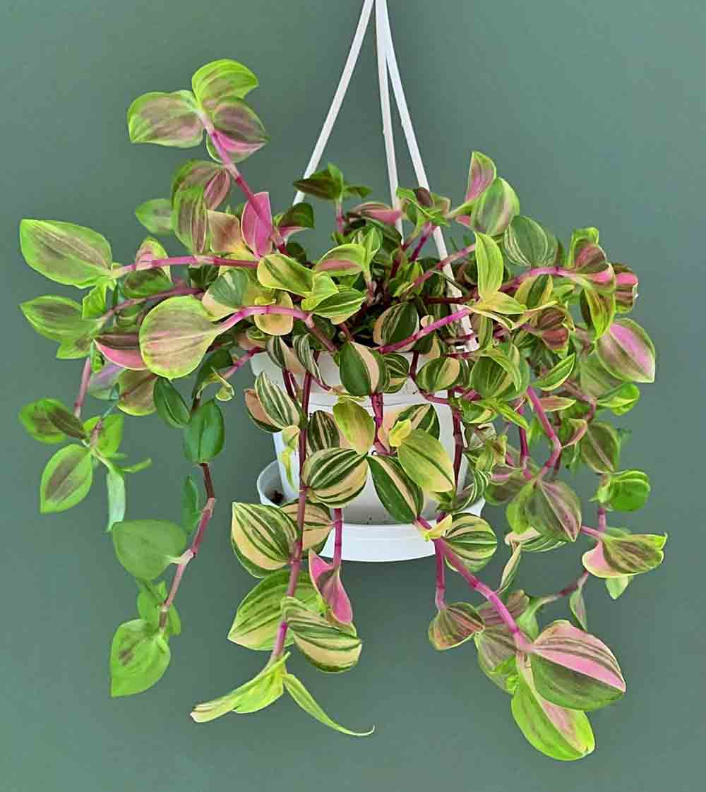 Tradescantia fluminensis Quadricolour with pink, green and white foliage
