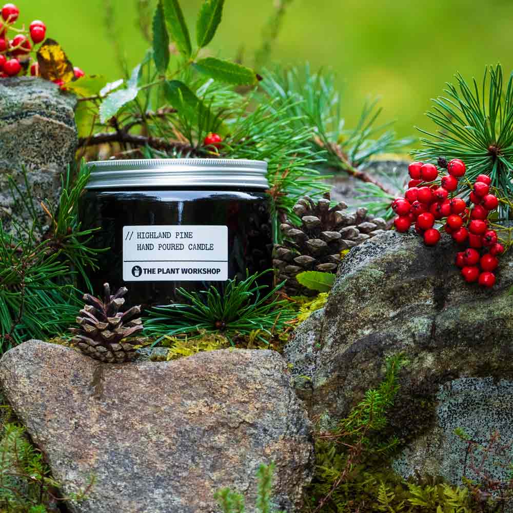 Highland Pine home fragrance by The Plant Workshop