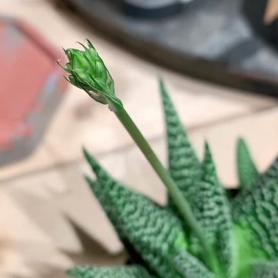 New leaf - Houseplants | Fenwick | Newcastle