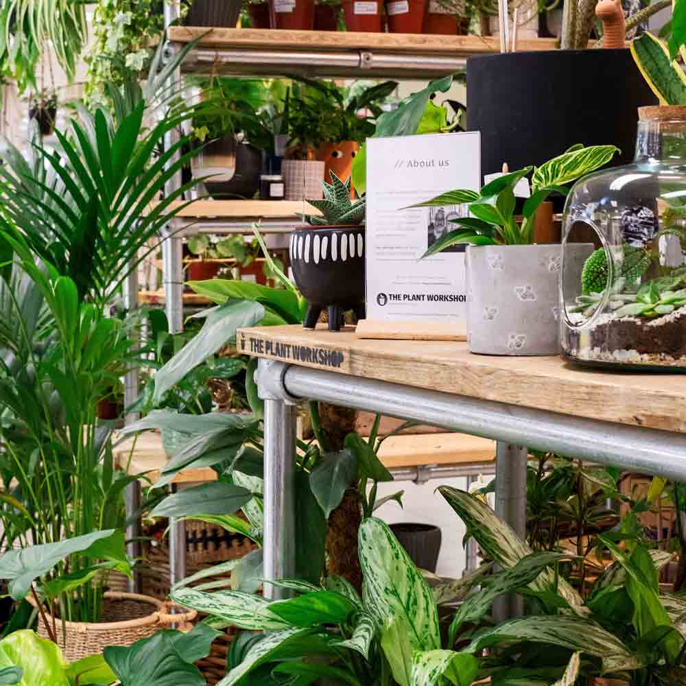 The Plant Workshop in Fenwick Department Store in Newcastle on Northumberland Street. Visit our indoor houseplant oasis on the lower ground to experience our beautiful indoor plants and home fragrance, including candles, reed diffusers and hand & body wash.