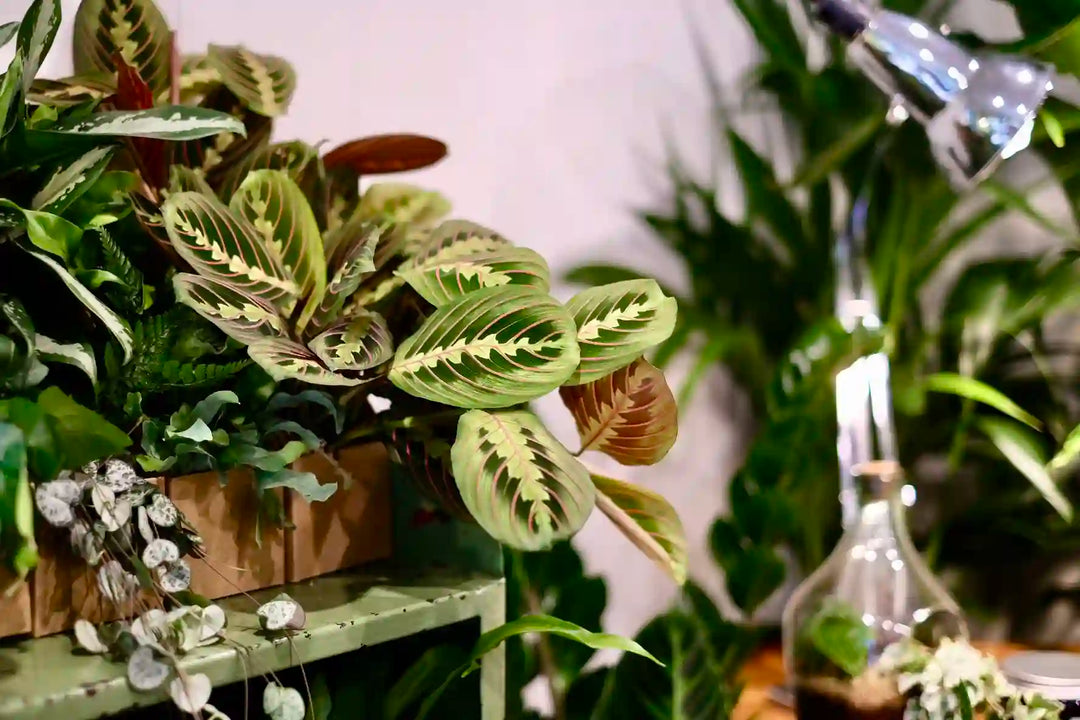 The Plant Workshop home fragrance styled on a colourful desk