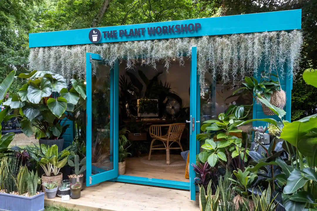 The Plant Workshop Gold Medal exhibit at the RHS Chelsea Flower Show